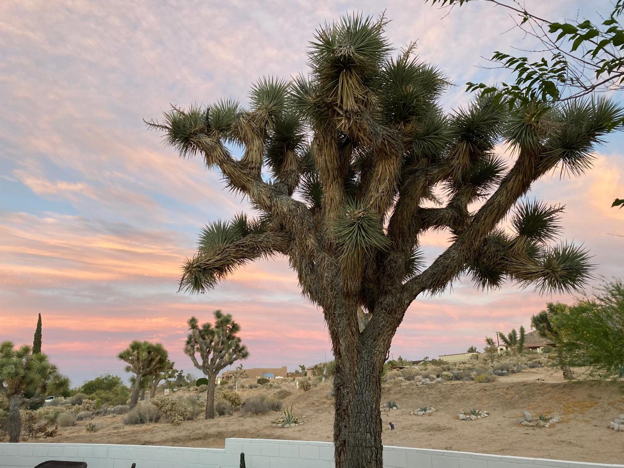 Electroliquid'S Casa Pueblo Joshua Tree Villa Bagian luar foto